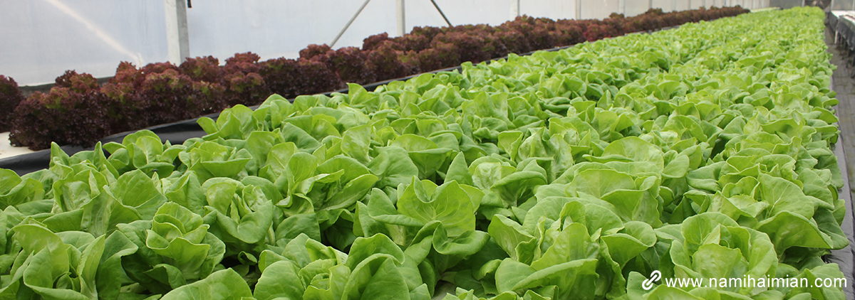 無(wú)土栽培海綿