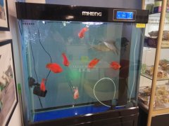 玻璃魚缸臟了怎么清洗才干凈？